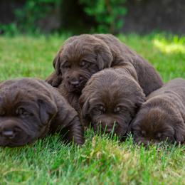 Labrador Retriever Puppies from Mayfield Farm