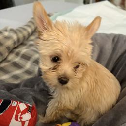 Yorkshire Terrier puppies from Sweet Pea's Yorkies