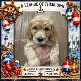 Skipper - Apricot male Goldendoodle puppy in North Conway, New Hampshire from Arbor Grace Doodles