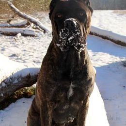 Cane Corso from Sickle Corso