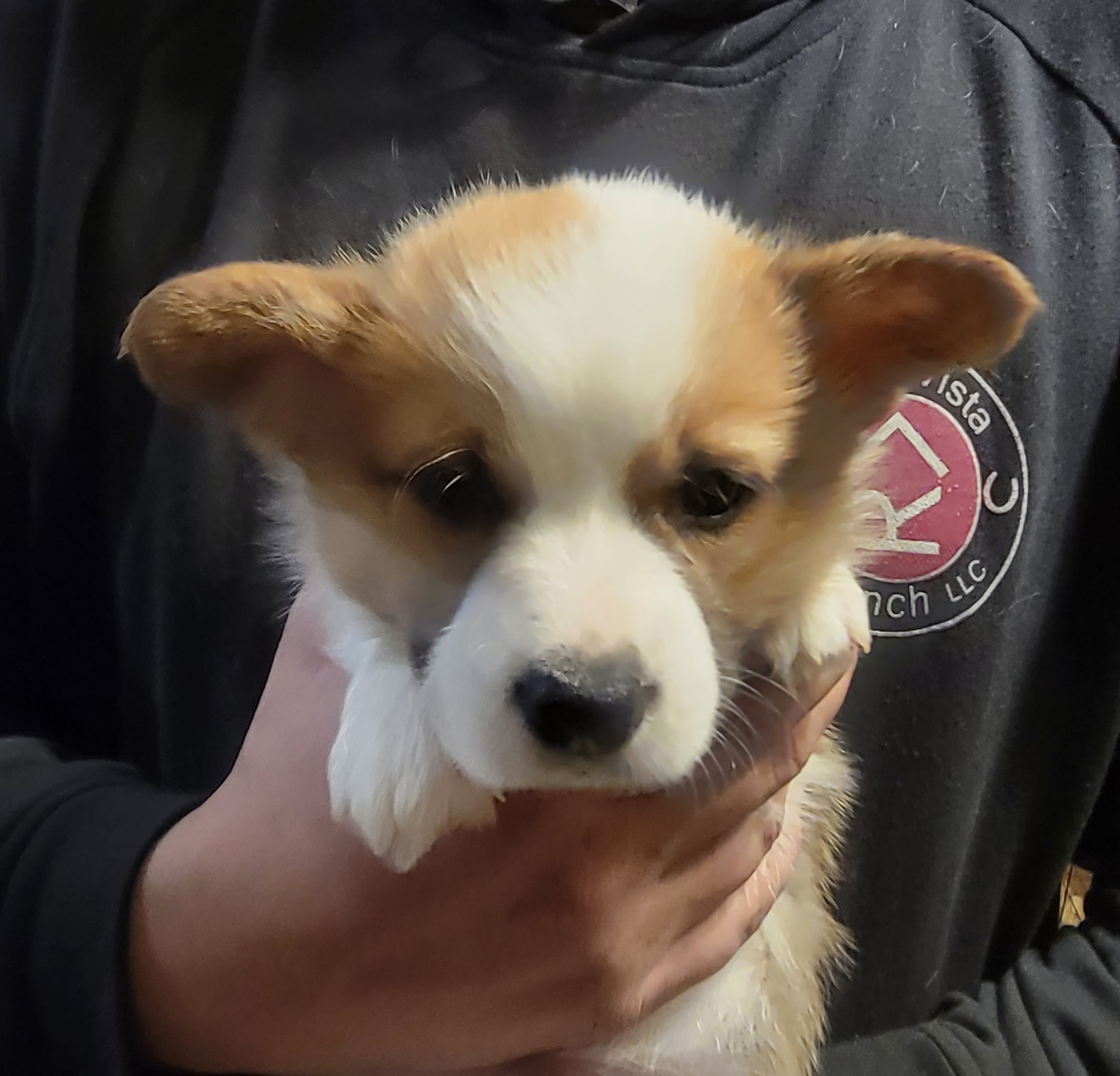 Boy dark green collar - Red Pembroke Welsh Corgi puppy in Lexington, Oklahoma from Butte Bottom Corgis