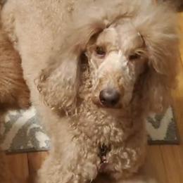 Goldendoodles and Poodles from Leash On Love