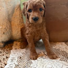 Sailor - Apricot female Aussiedoodle puppy in Riverside, California from Just Loving Doodles