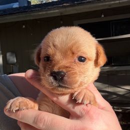 Little Puppy Girl - Yellow female Labrador Retriever puppy in Fresno, California from Whiskey River Labradors