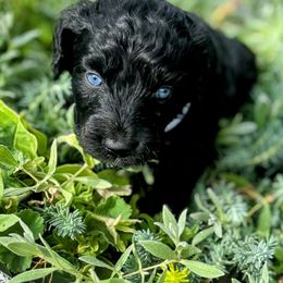 White Collar - Black and white female Aussiedoodle puppy in Parma, Idaho from Arena Valley Acres