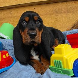 Roosevelt - Black brown and white male Basset Hound puppy in Big Rapids, Michigan from Basket Hound Bassets