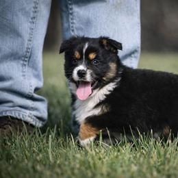 Jett - Black tri male Miniature Australian Shepherd puppy in Lowgap, North Carolina from Baileys Mini Aussies