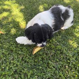 Pickle- Black and white male 1 - Black and white male Cocker Spaniel puppy in Yuma, Arizona from Retrograde Kennels