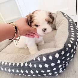 Benja - White male Shih Tzu puppy in Indianapolis, Indiana from Hope Shih tzu