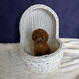 Riri(Teacup AKC) - Red  female Poodle puppy in Moreno Valley, California from Yanni's Poodle