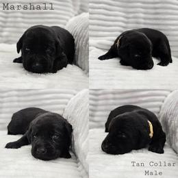 Marshall - Tan Collar - Black male Labrador Retriever puppy in Boyd, Minnesota from Lindley Labradors