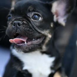 French Bulldogs from I Love the French Bulldog