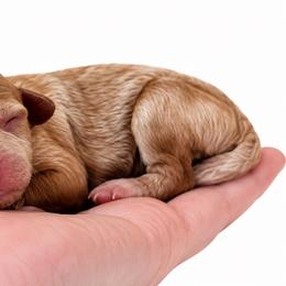 Cadbury - Apricot male Cavapoo puppy in Ville Platte, Louisiana from The Barkery