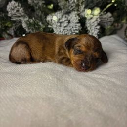 Noel - Dapple female Dachshund puppy in Lumber City, Georgia from CarolinaDachshunds