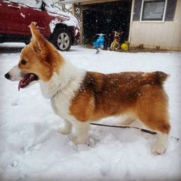 Peaches - Pembroke Welsh Corgi