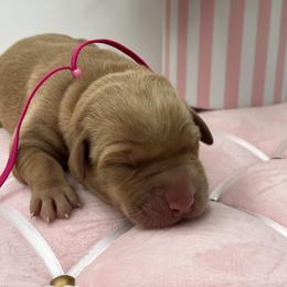Fuchsia - Yellow female Labrador Retriever puppy in Heath Springs, South Carolina from Rich Hill Retrievers