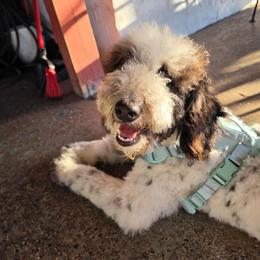 Opel - Black and white female Aussiedoodle puppy in Buffalo, Illinois from Pear Tree Pups