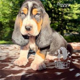 Muggy - Black white and brown male Basset Hound puppy in Dingess, West Virginia from Tuckers' Howling Hounds