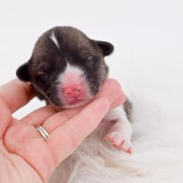 Yellow Collar - Red male Pembroke Welsh Corgi puppy in Santaquin, Utah from Blacktail Mountain Corgis