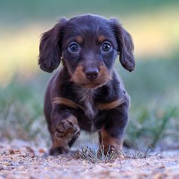 Australian Shepherd and Dachshund Puppies from Paisley’s Prissy Pups
