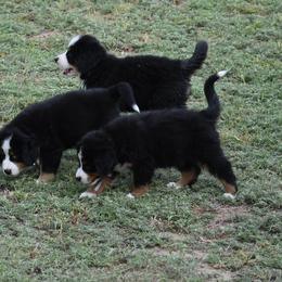 "On the prowl" Bernese Mountain Dog Puppies from Wilderness Way Berners