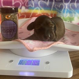 Dachshund Puppies from The Weenery