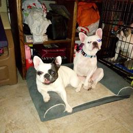 French Bulldogs from Frenchie Fort