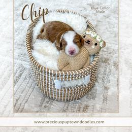 Chip - Red  male Goldendoodle puppy in Bell Buckle, Tennessee from Precious Puptown Doodles