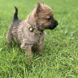 Ojo - Cream brindle male Cairn Terrier puppy in Lipan, Texas from Flyin G Cairns