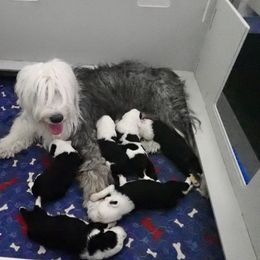 Old English Sheepdog Puppies from Royal Crown Kennel