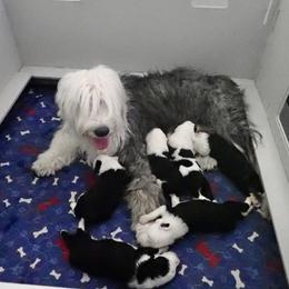 Old English Sheepdog Puppies from Royal Crown Kennel