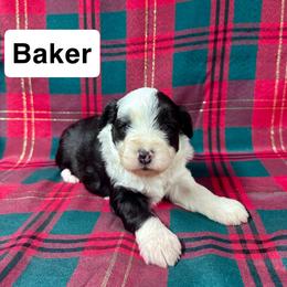 Baker - Black and white male Aussiedoodle puppy in Lebanon, Missouri from Kaitlen's Doodle Pups