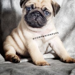 Pug Puppies from Companion Pups