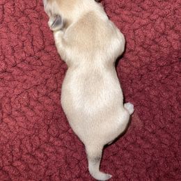 Shih Tzu Puppies from Lavender Lane Tzus