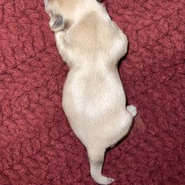 Shih Tzu Puppies from Lavender Lane Tzus
