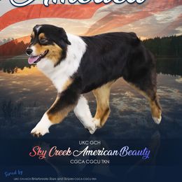America - Australian Shepherd