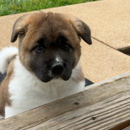 Girl - Fawn female Akita puppy in Cuba, Missouri from Kamikaze Akitas