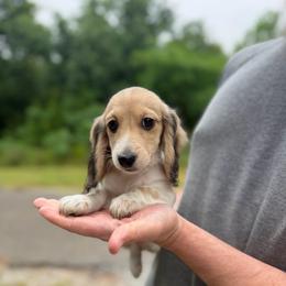 3,000 Cream Piebald Boy AKC Ready To Go - Cream male Dachshund puppy in Pauls Valley, Oklahoma from Simply Happy Dachshunds