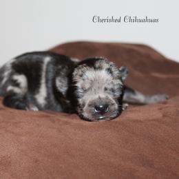 Jade - Blue merle female Chihuahua puppy in Willamina, Oregon from Cherished Chihuahuas