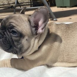 French Bulldogs from Kobe’s Kennels