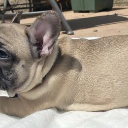 French Bulldogs from Kobe’s Kennels