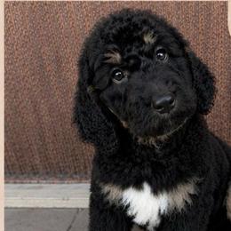 Della - Black female Saint Berdoodle puppy in Beach, North Dakota from Badland St. Berdoodles LLC