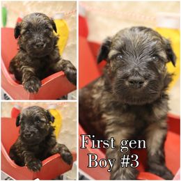 Walnut - Brown male Whoodle puppy in Smallett, Missouri from Leshas Whoodles