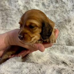 Flynn Rider - Sable male Dachshund puppy in Johnstown, Pennsylvania from Boyer’s Dachshunds