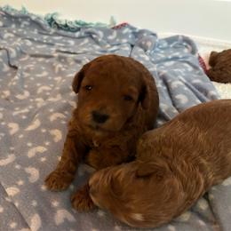 Zeke - Red  male Goldendoodle puppy in Lillington, North Carolina from Peace, Love, and Puppies at the Creek