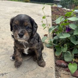 Boomer - Chocolate male Cavapoo puppy in Hesperia, Michigan from Yankee Doodle Dogs