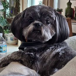 Mando - Shih Tzu