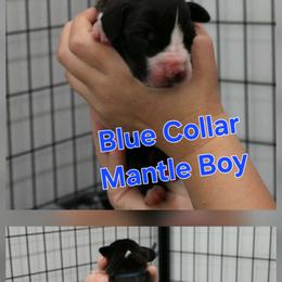 Blue Collar Boy - Mantle male Great Dane puppy in Longview, Texas from Lazy A Danes