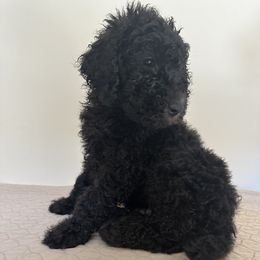 Poodle Puppies from Paddock's Purebred Poodles