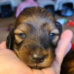 Jesse - Red male Dachshund puppy in Waynesboro, Tennessee from Owl Hollow Farm Miniature Dachshunds